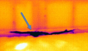 termite thermal imaging